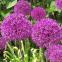 Allium Purple Sensation – Sachet de 4 bulbes
