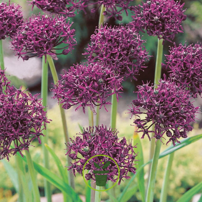 Allium Atropurpureum – Sachet de 2 bulbes