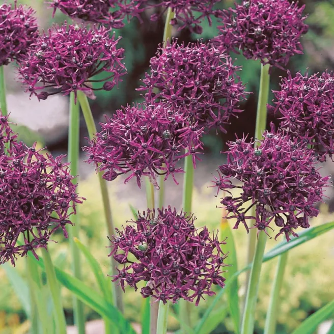 Allium Atropurpureum – Sachet de 2 bulbes