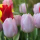 Tulipe Darwin Mystic van Eyck – 7 bulbes