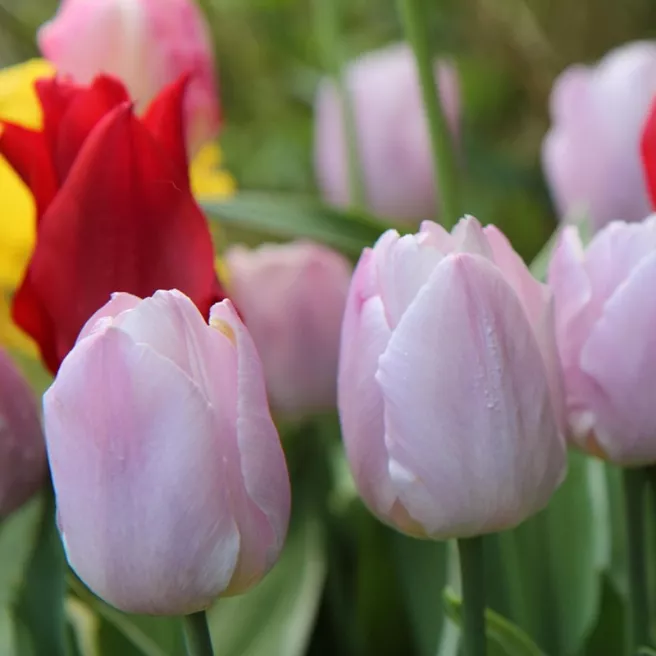 Tulipe Darwin Mystic van Eyck – 7 bulbes