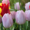 Tulipe Darwin van Eyck – 7 bulbes
