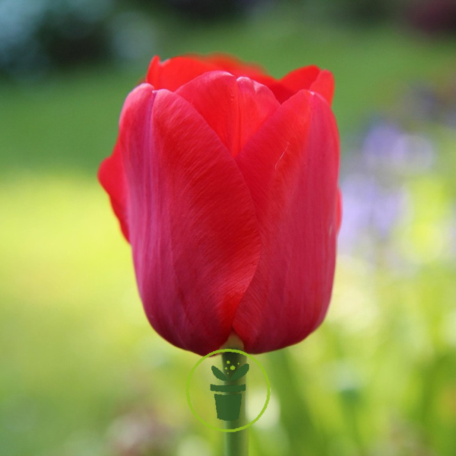 Tulipe Darwin Orange van Eyck – 7 bulbes Tulipe Darwin Orange van Eyck – 7 bulbes