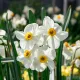 Narcisse Poéticus (des Poètes) Actea – 15 bulbes