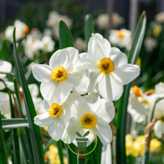 Narcisse Poéticus (des Poètes) Actea – 15 bulbes Narcisse Poéticus (des Poètes) Actea – 15 bulbes
