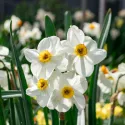Narcisse Poéticus (des Poètes) Actea – 15 bulbes