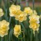 Narcisse Yellow Cheerfulness – 5 bulbes