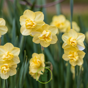 Narcisse Yellow Cheerfulness – 5 bulbes