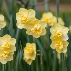 Narcisse Yellow Cheerfulness – 5 bulbes