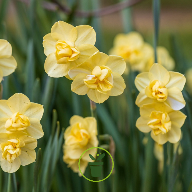 Narcisse Yellow Cheerfulness – 5 bulbes