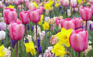 Bulbes à floraison printanière : tout ce qu’il faut savoir pour un jardin éclatant dès les beaux jours!