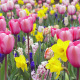 Bulbes à floraison printanière : tout ce qu’il faut savoir pour un jardin éclatant dès les beaux jours!