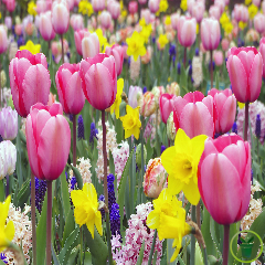 Bulbes à floraison printanière : tout ce qu’il faut savoir pour un jardin éclatant dès les beaux jours!