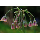 Ail Silicium (Nectaroscordum siculum) – 3 bulbes Ail Silicium (Nectaroscordum siculum) – 3 bulbes