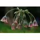 Ail siculum ou silicium (Nectaroscordum siculum) – 3 bulbes