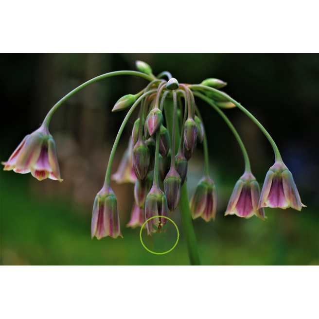 Ail Silicium (Nectaroscordum siculum) – 3 bulbes Ail Silicium (Nectaroscordum siculum) – 3 bulbes