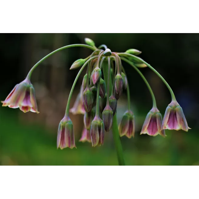 Ail siculum ou silicium (Nectaroscordum siculum) – 3 bulbes