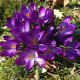 Crocus Grand Maître – 10 bulbes