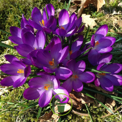 Crocus Grand Maître – 10 bulbes