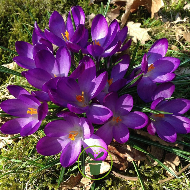 Crocus Grand Maître – 10 bulbes