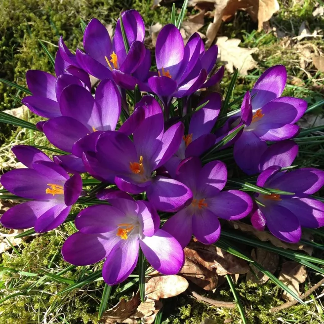 Crocus Grand Maître – 10 bulbes