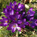 Crocus Grand Maître – 10 bulbes