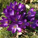 Crocus Grand Maître – 10 bulbes