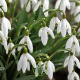 Perce-neige (Galanthus) – Sachet de 10 bulbes