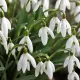 Perce-neige (Galanthus) – Sachet de 10 bulbes