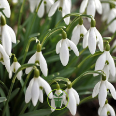 Perce-neige (Galanthus) – Sachet de 10 bulbes