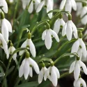 Perce-neige (Galanthus) - Bulbes