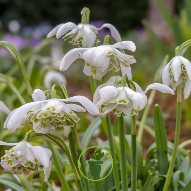 Perce-neige (Galanthus) double Flore Pleno – Sachet de 5 bulbes