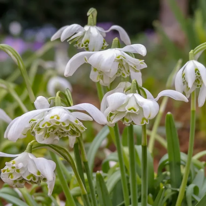 Perce-neige (Galanthus) double Flore Pleno – Sachet de 5 bulbes