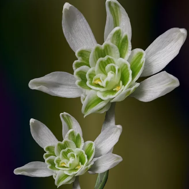 	Perce-neige (Galanthus) double Flore Pleno – Sachet de 5 bulbes