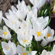 Crocus vernus Jeanne d’Arc –10 bulbes