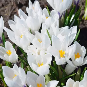 Crocus vernus Jeanne d’Arc –10 bulbes