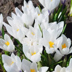 Crocus Jeanne d’Arc –10 bulbes