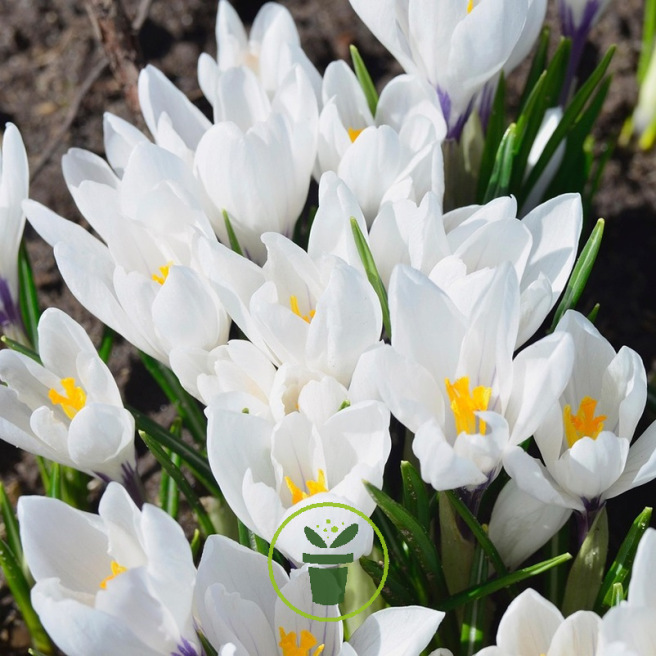 Crocus vernus Jeanne d’Arc –10 bulbes
