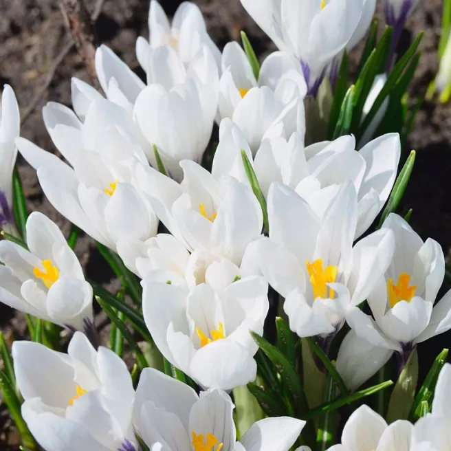 Crocus vernus Jeanne d’Arc –10 bulbes