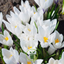 Crocus Jeanne d’Arc –10 bulbes