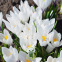 Crocus vernus Jeanne d’Arc –10 bulbes