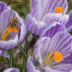 Crocus géant Pickwick – 10 bulbes