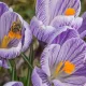 Crocus géant Pickwick – 10 bulbes