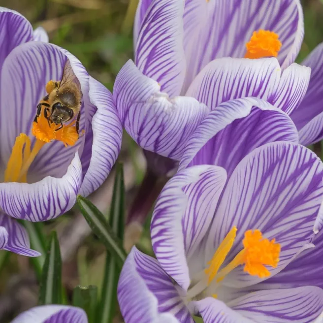 Crocus géant Pickwick – 10 bulbes