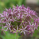 Allium Albopilosum – 2 bulbes