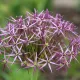 Allium Albopilosum – 2 bulbes