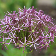 Allium Albopilosum – 2 bulbes