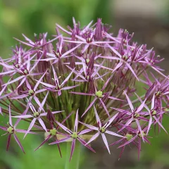 Ail d'ornement Albopilosum – 2 bulbes