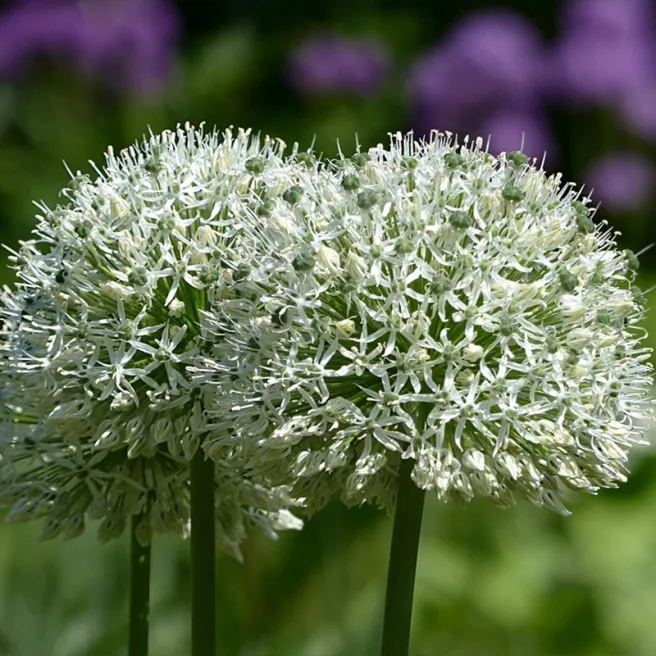 Allium Multibulbosum – Sachet de 3 bulbes