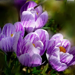 Crocus géant Pickwick – 10 bulbes